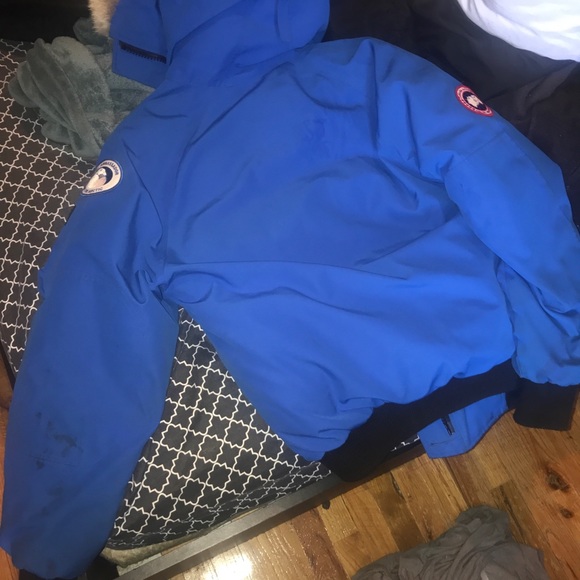 Canada goose - Picture 5 of 7